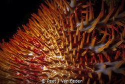 Crown of Thorns-Path of destruction by the specialist pre... by Peet J Van Eeden 